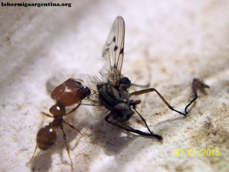 Pheidole sp_1 (Tita)