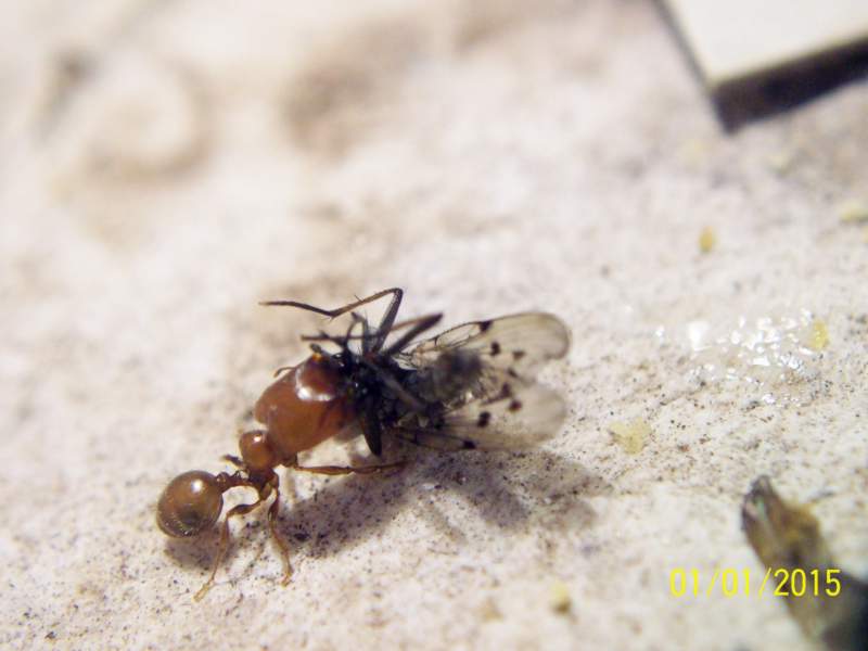 Pheidole sp_2 (Tita)