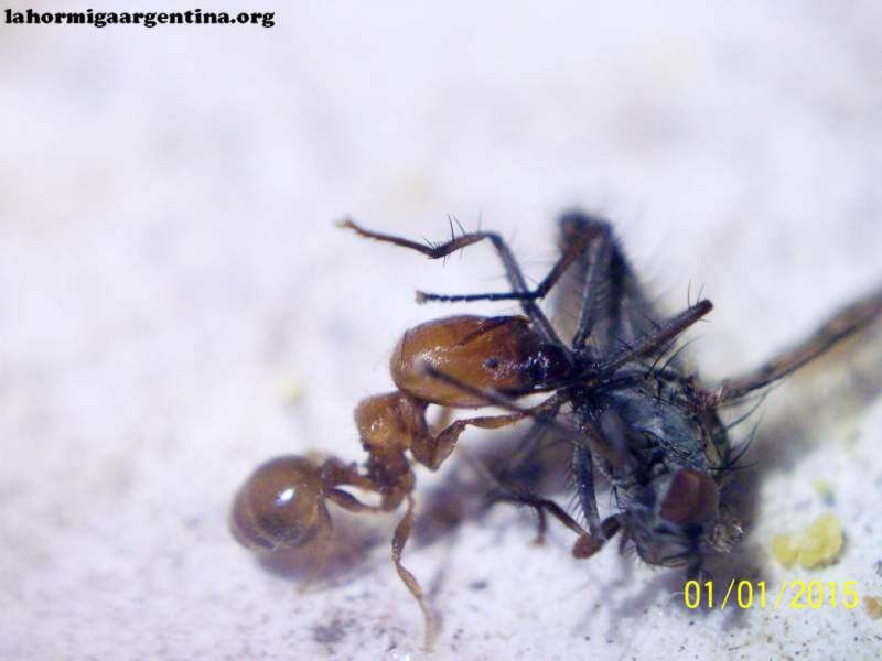 Pheidole sp_3 (Tita)