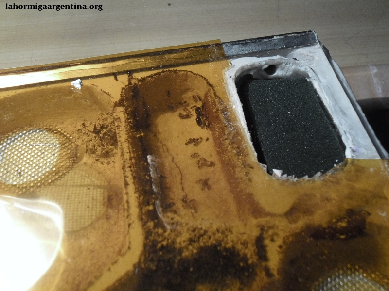 Pheidole sp 5 (Tita 22 de Feb)