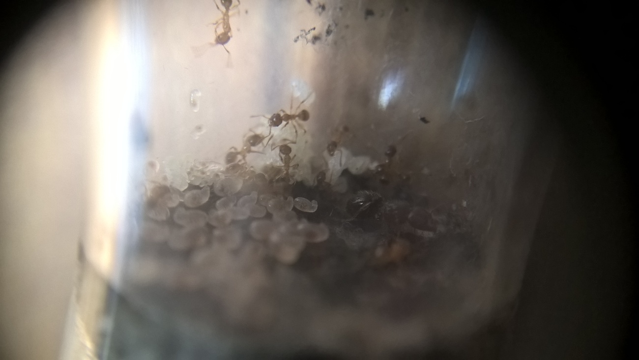 pheidole enanas