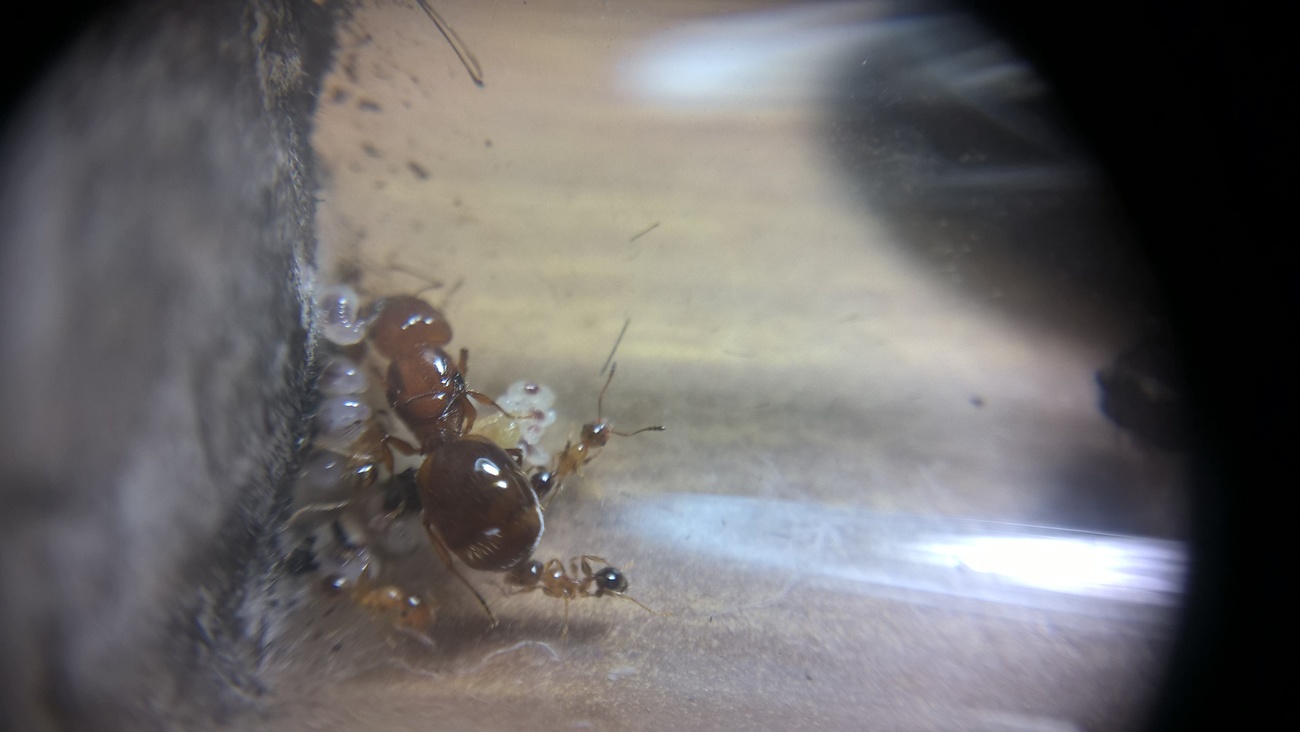 pheidole bergi de color mas claro