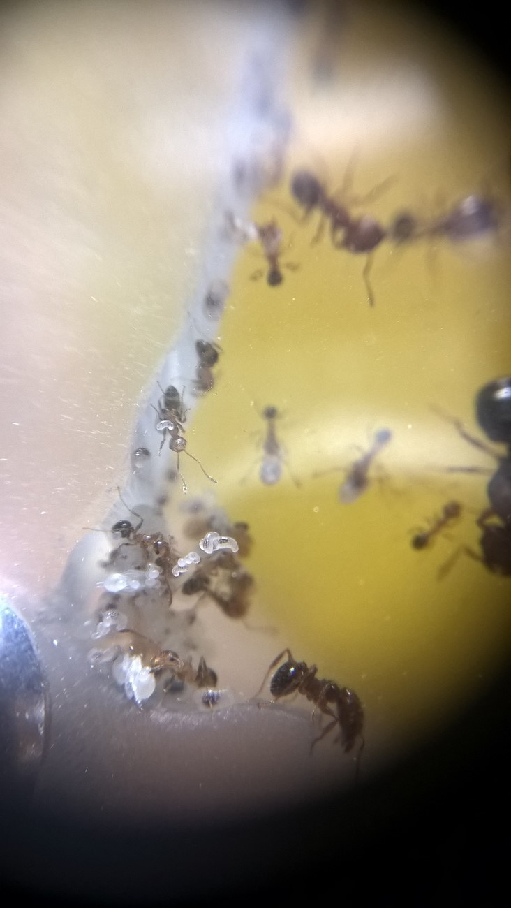pheidole bergi