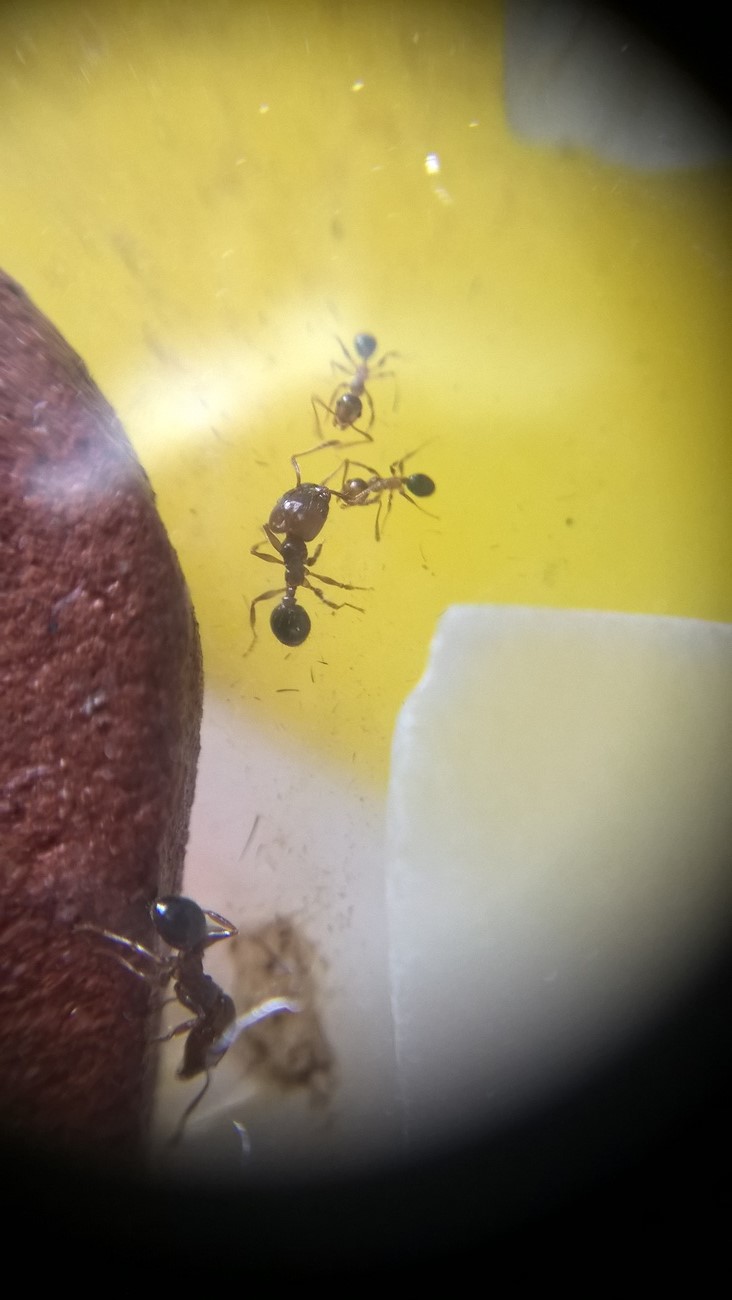 pheidole bergi