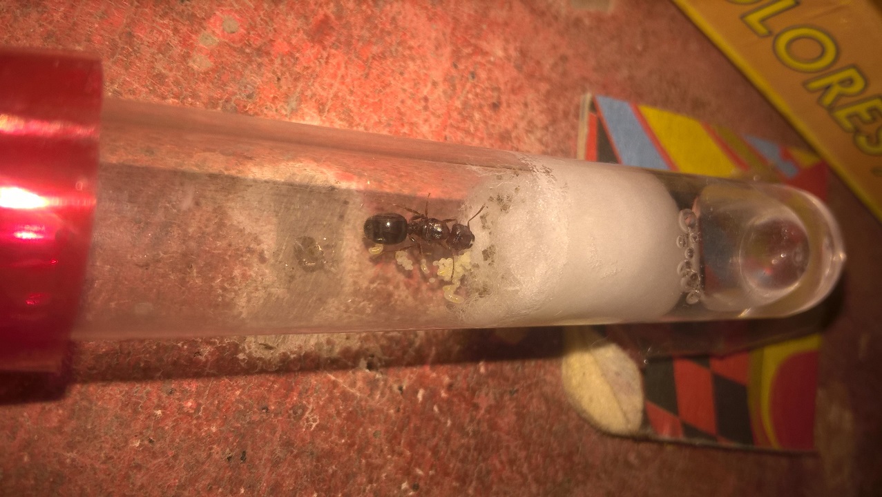 Posible reina de pheidole