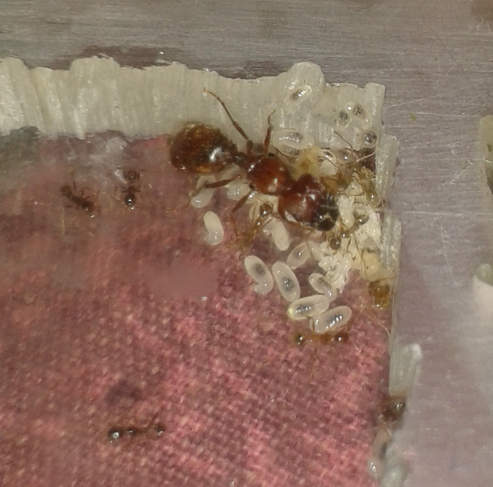 pheidole