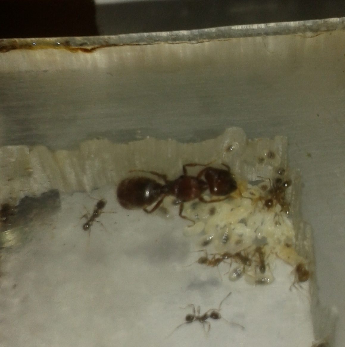pheidole