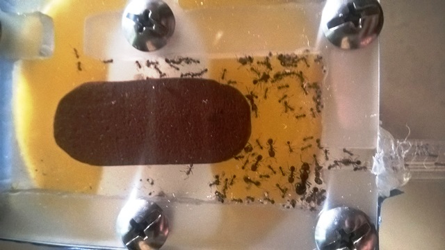 hormigas en acrlico 0
