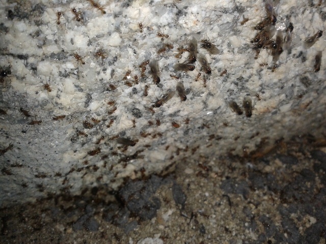 Pheidole