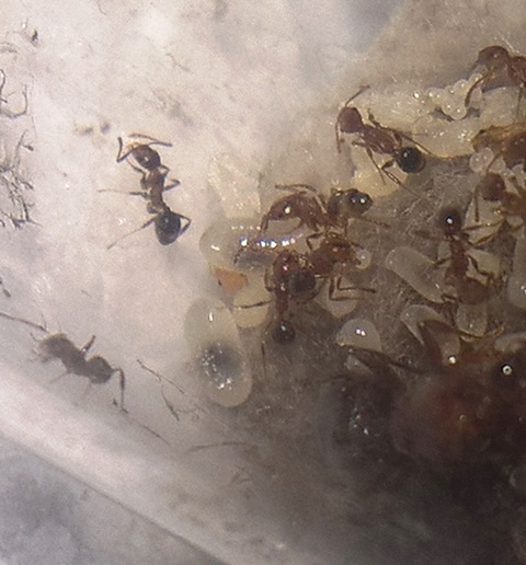 larvas soldado