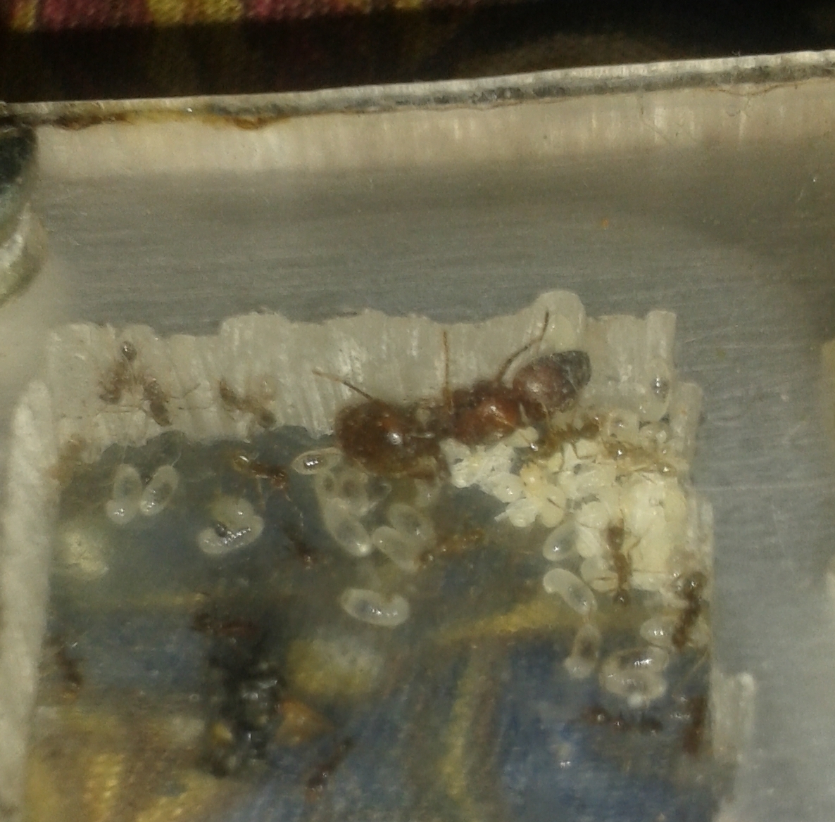 pheidole