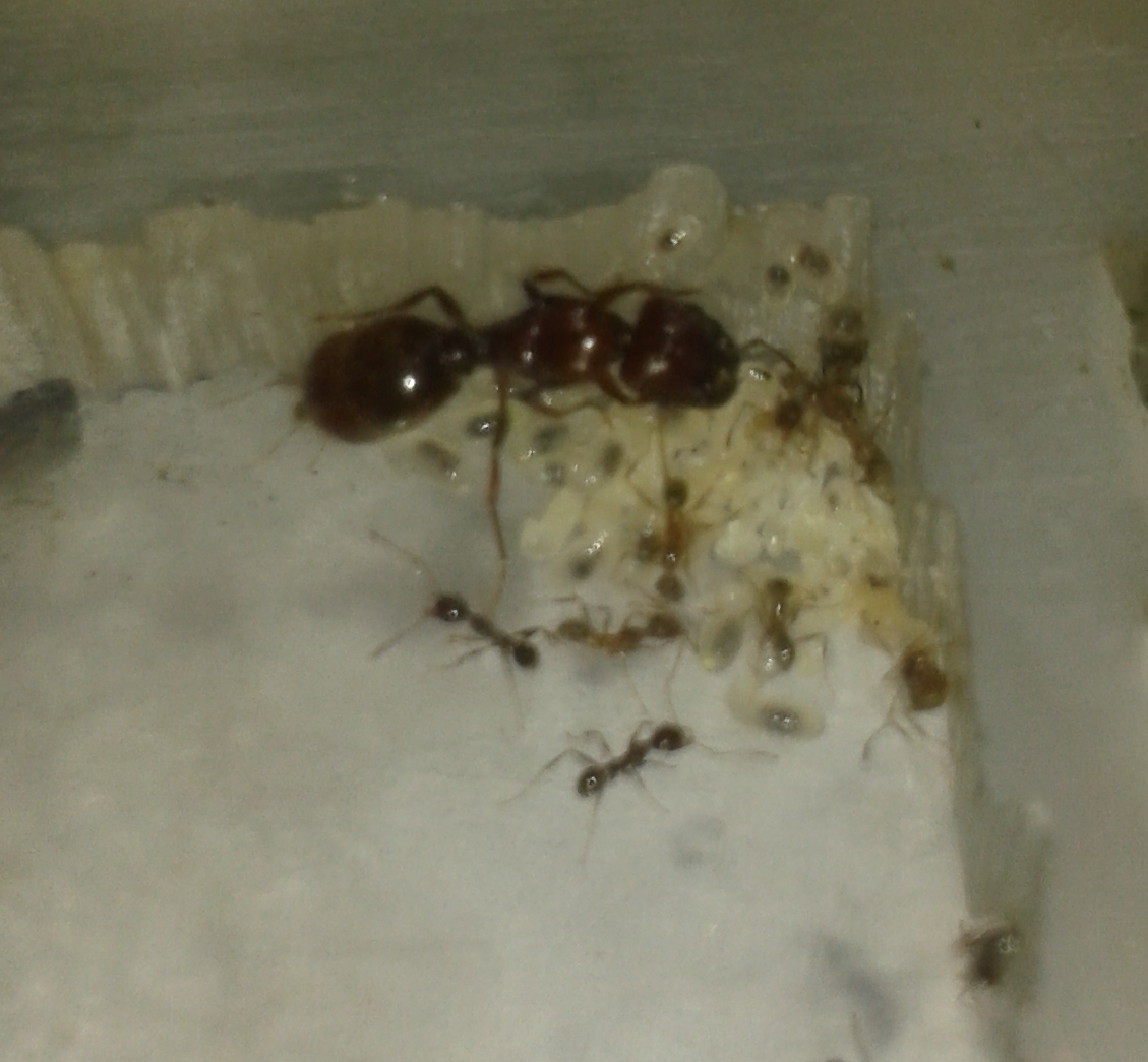 pheidole