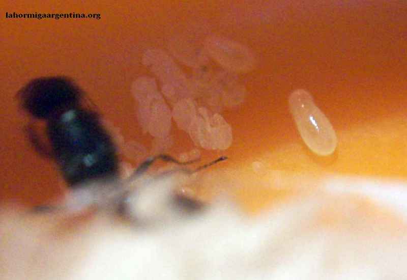 Reina Pheidole Sp_2