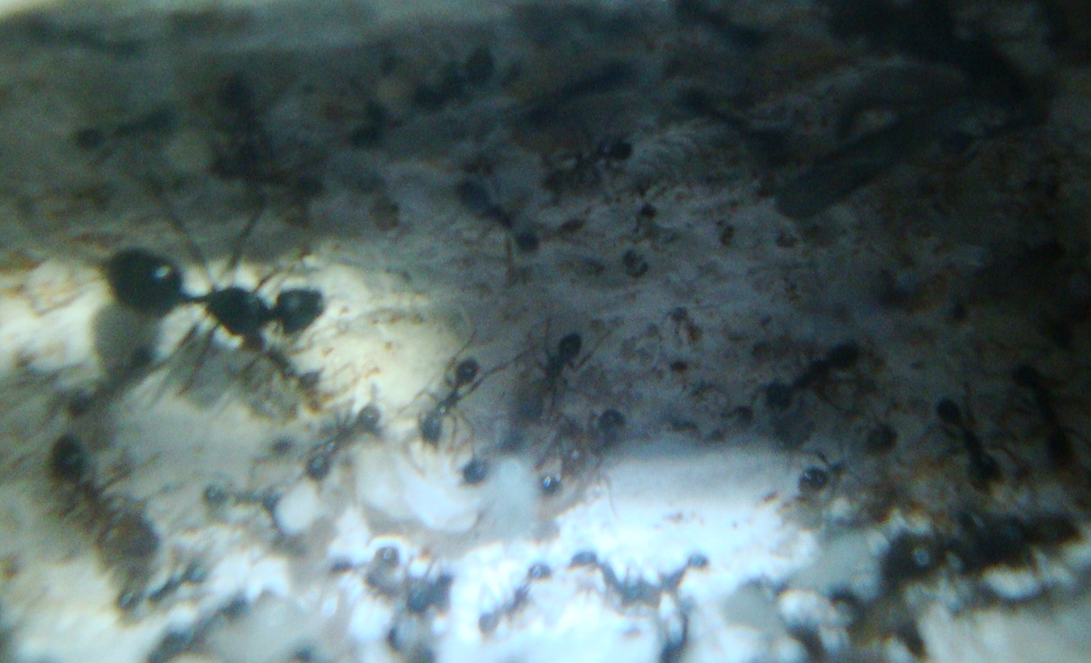 pheidole