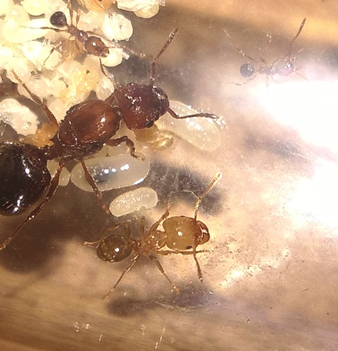pheidole
