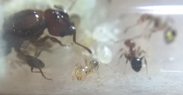 pheidole nurse