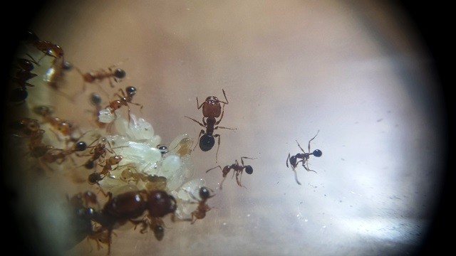 pheidole