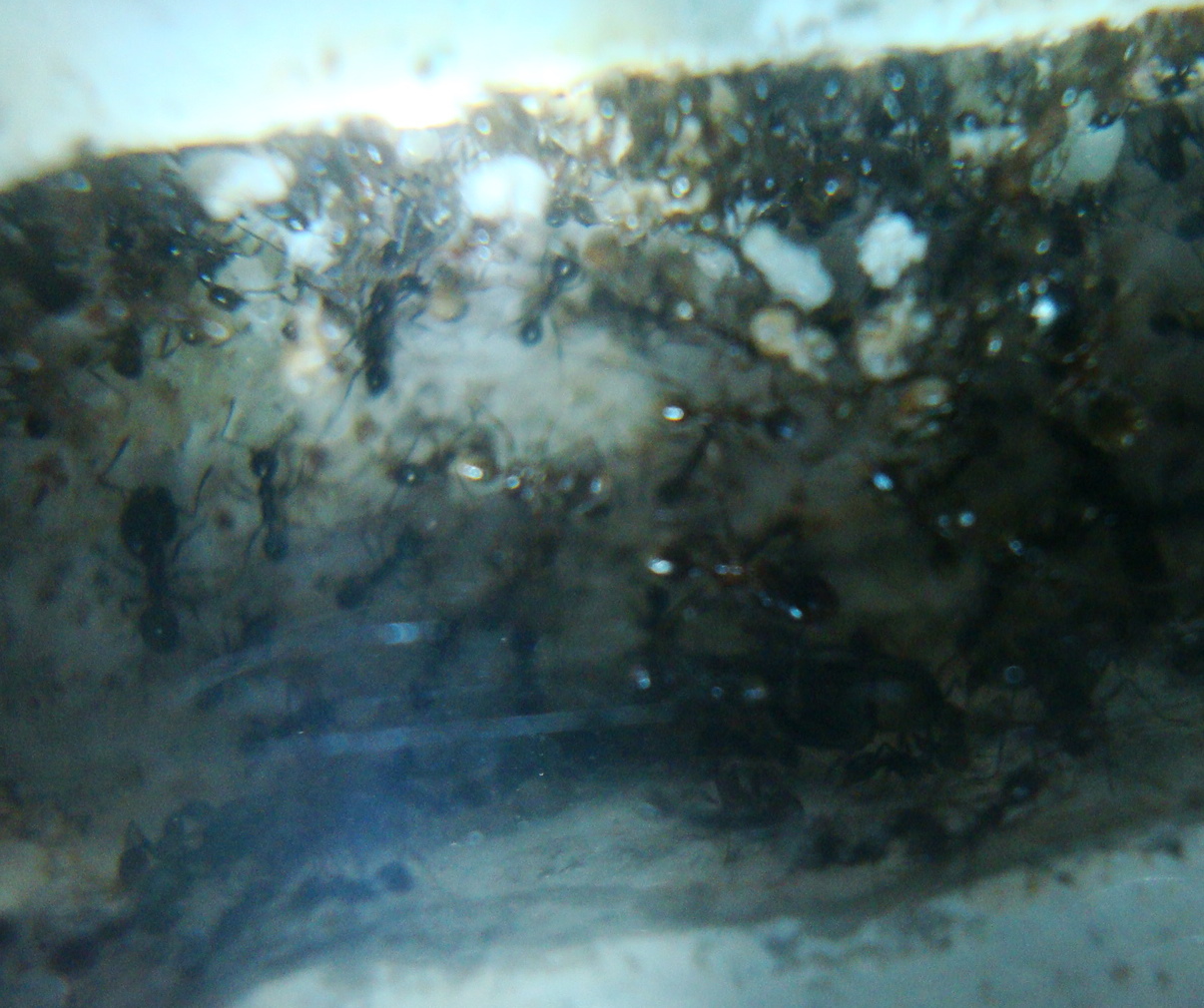 pheidole