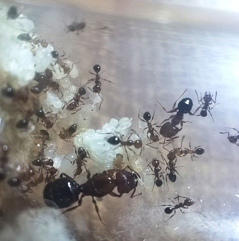 pheidole