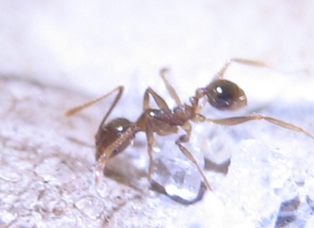 pheidole minor