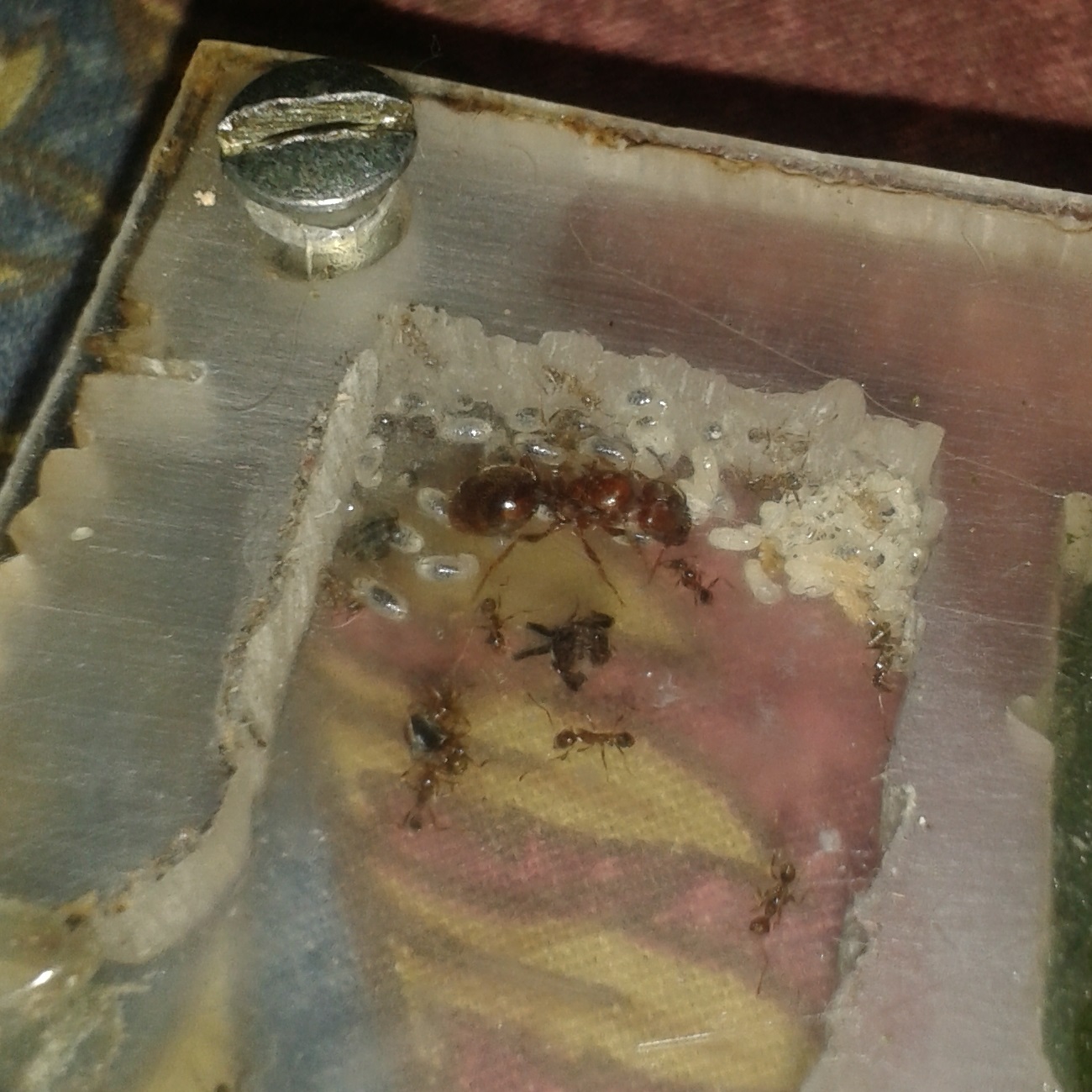 pheidole stulta de yorms
