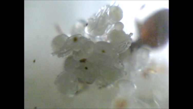 Reina Clavelina - Huevos, larva y pupa