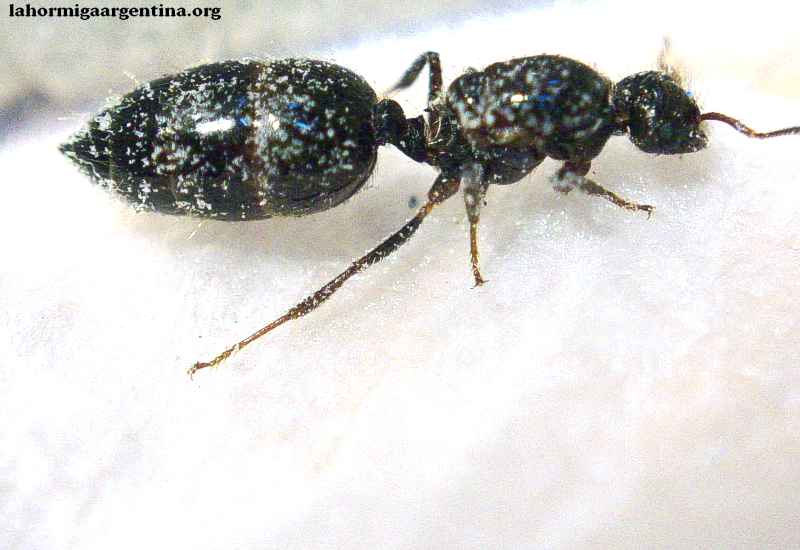 Mi reina Pheidole Sp