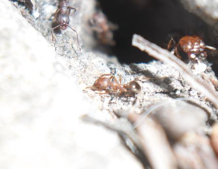 Pheidole Rosae y una Obscuritotax