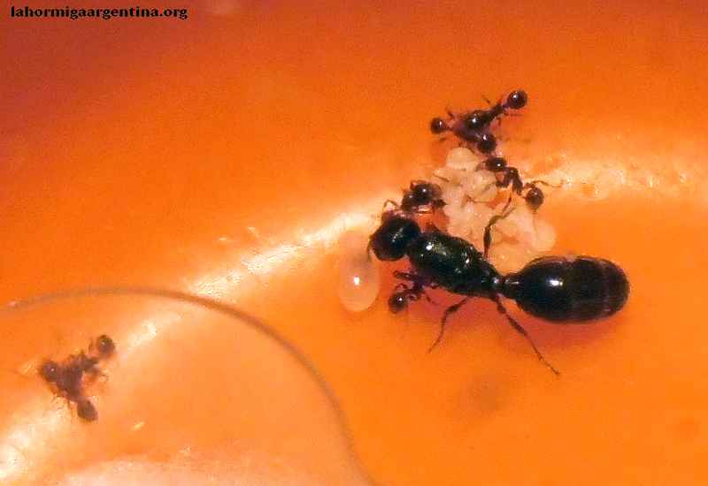 Tita Pheidole sp 8 de marzo