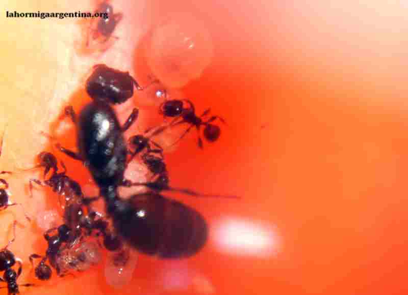 Tita Pheidole sp 18 de marzo