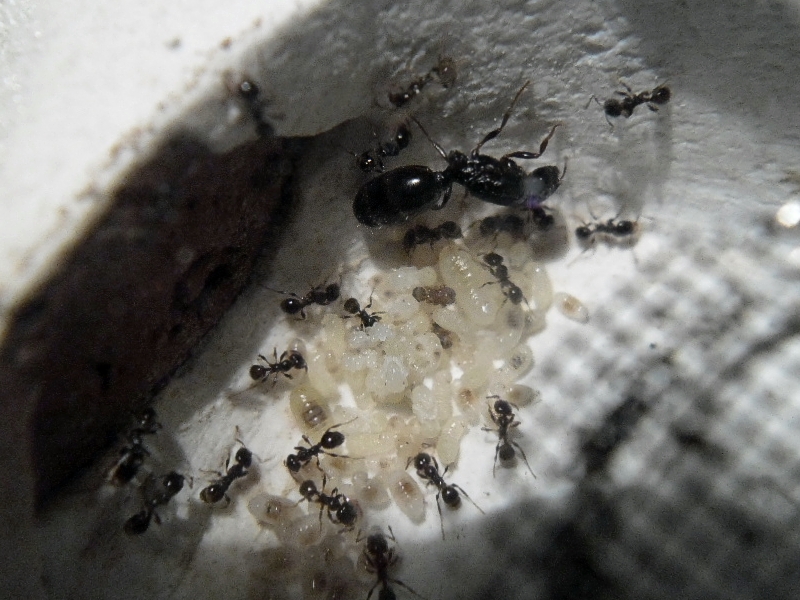 Tita Pheidole sp 8 de Octubre 1