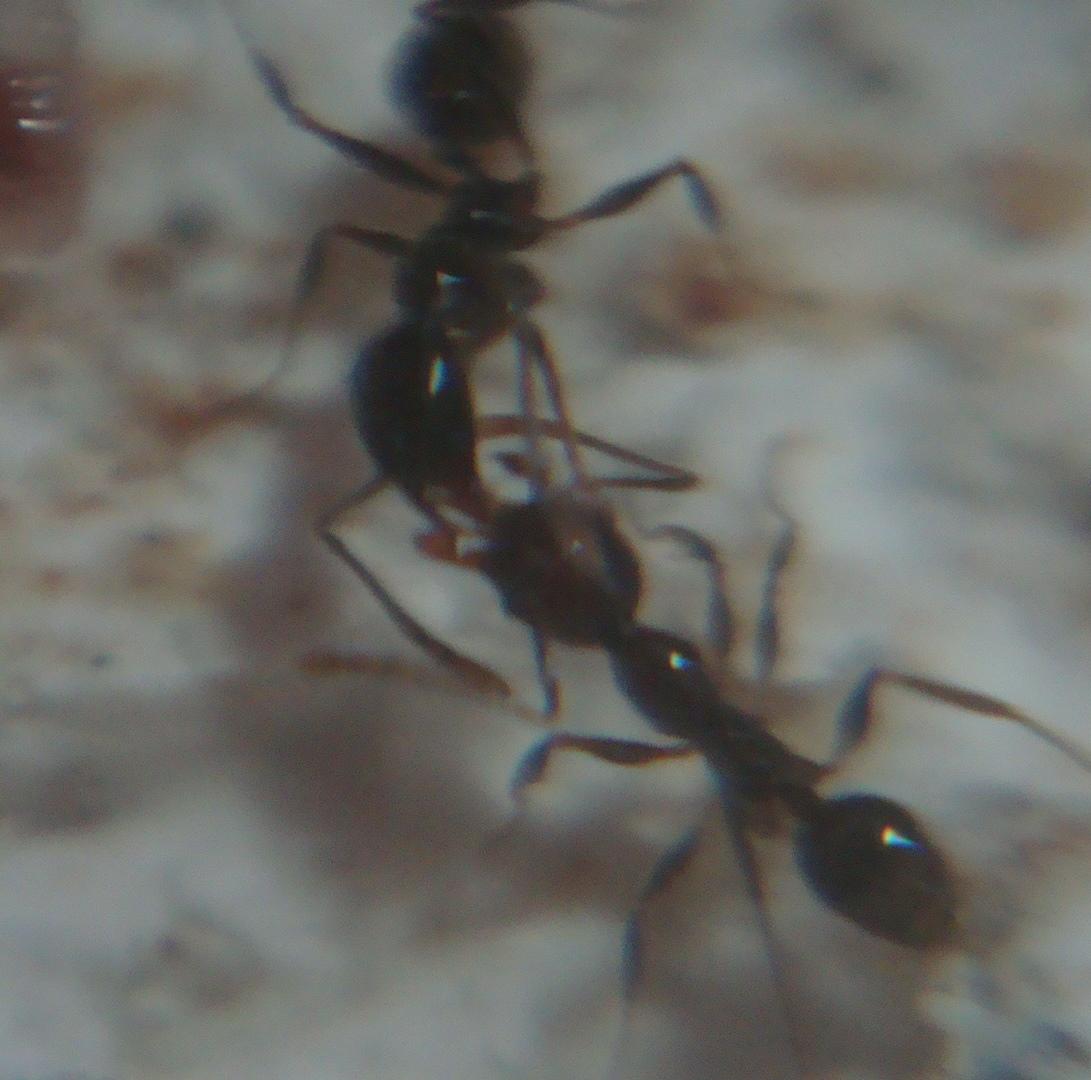 trofolaxia pheidole