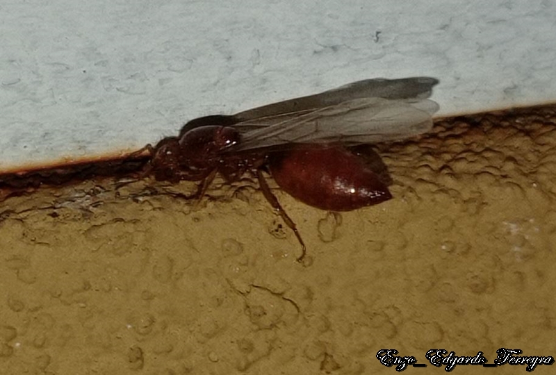 Crematogaster abstinens