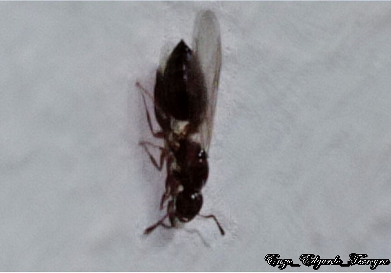 Crematogaster sp.