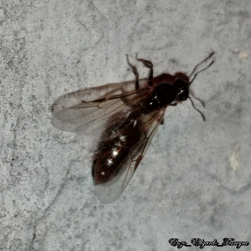 Crematogaster sp.