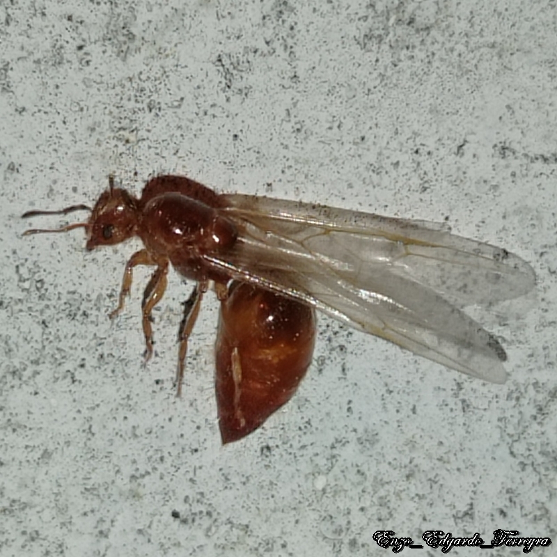 Crematogaster abstinens