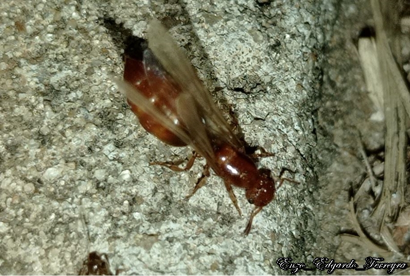Crematogaster abstinens