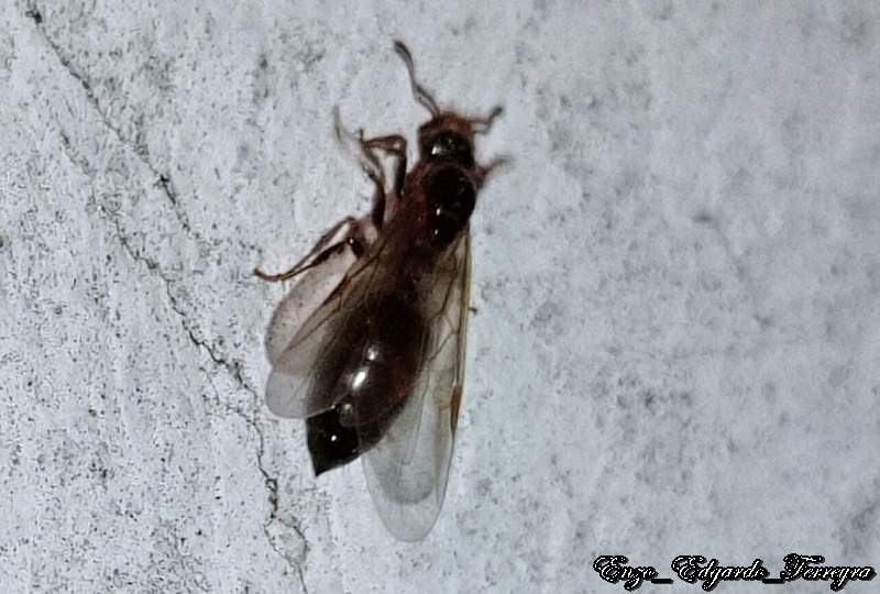 Crematogaster sp.