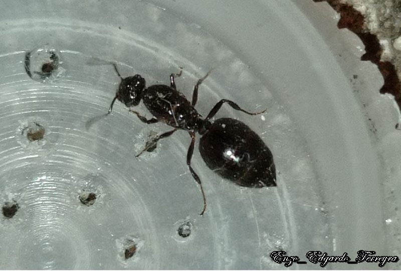 Crematogaster sp.