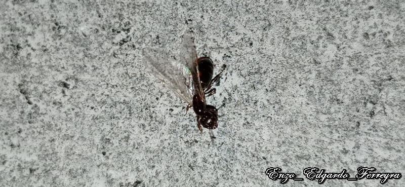 Crematogaster sp.