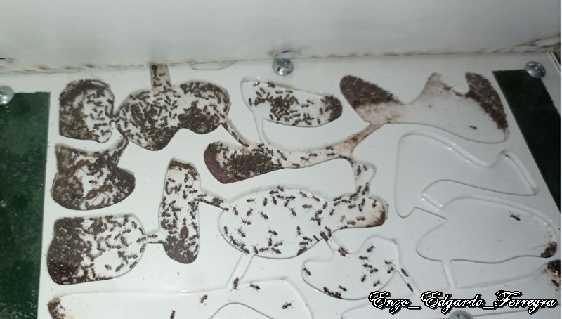 Crematogaster abstinens