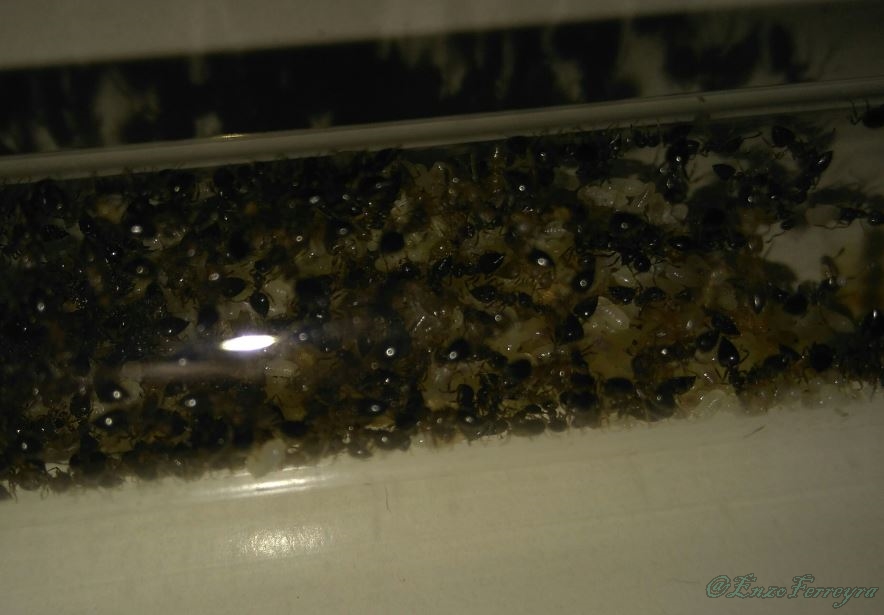 Crematogaster sp.
