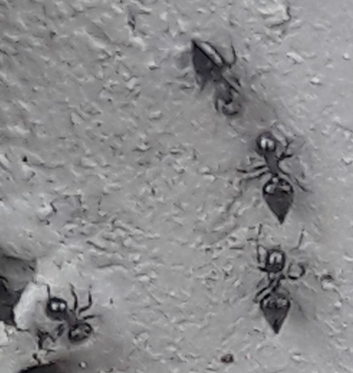 Crematogaster Sp negra