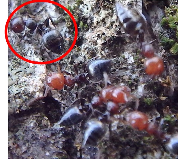 Crematogaster coloraci�n 2