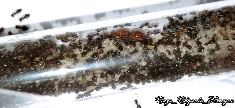 Crematogaster abstinens