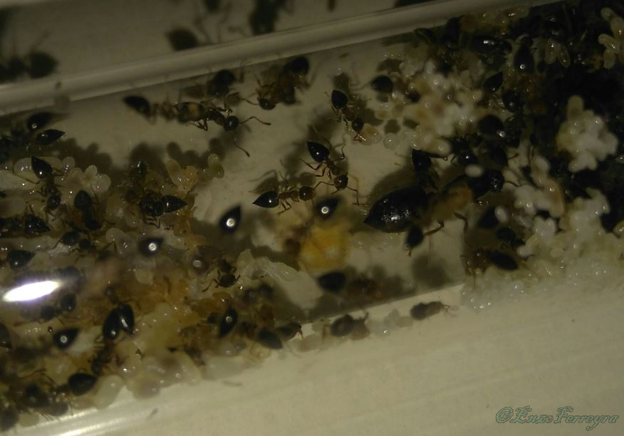 Crematogaster sp.