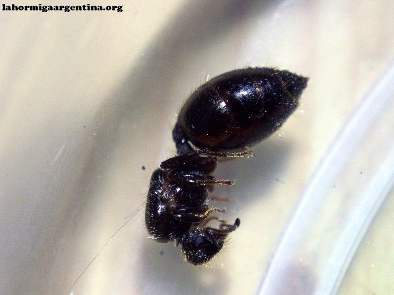 Crematogaster_10_Feb_2