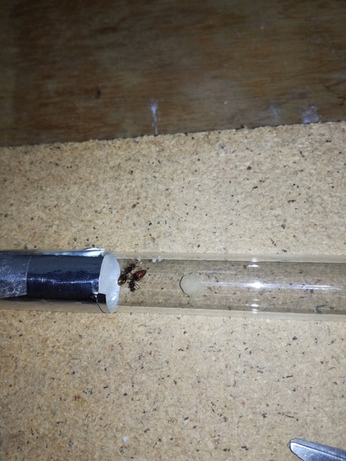 Crematogaster Sp