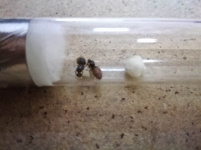 Crematogaster Sp