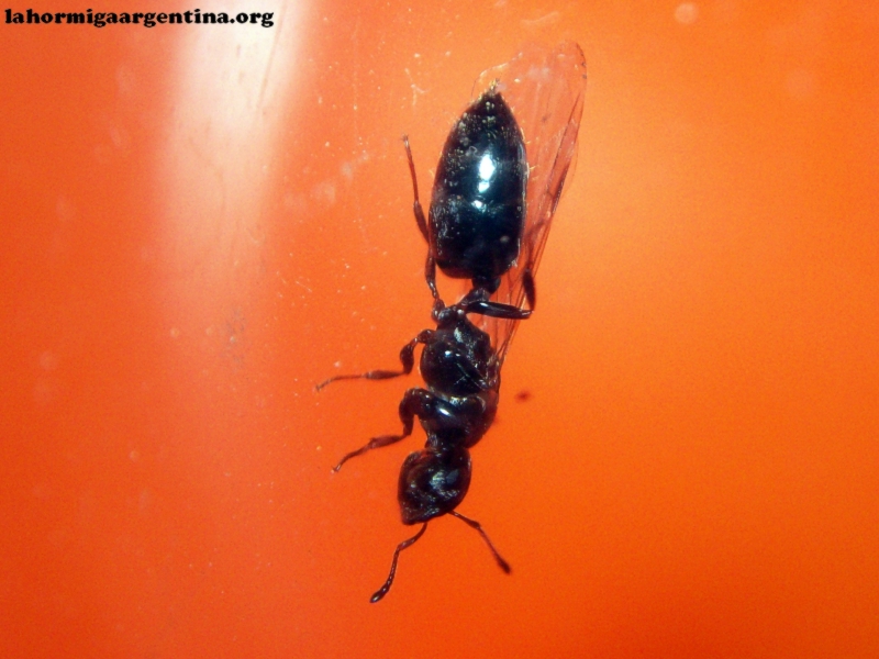 Crematogaster sp